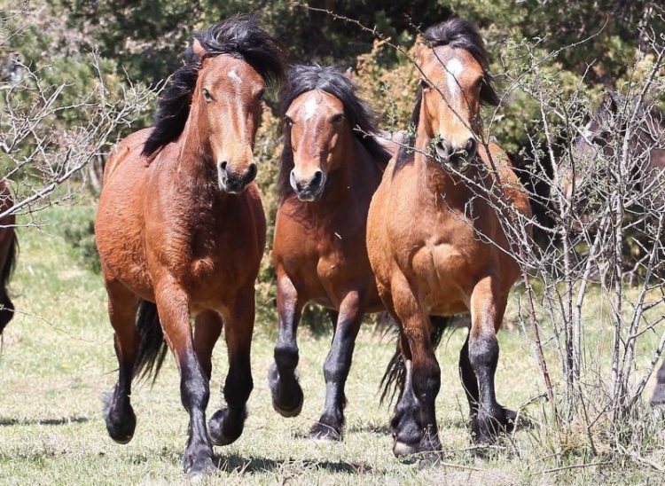 wild horses of Aveto