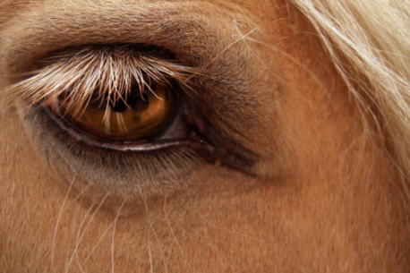 L’occhio del cavallo