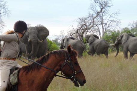 Safari a cavallo nel delta dell'okavango