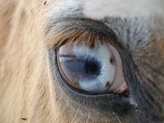 Cavalli con occhi azzurri