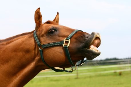 Perché i cavalli ridono